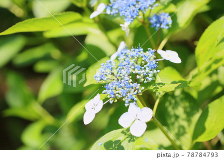 ガクアジサイの花 78784793
