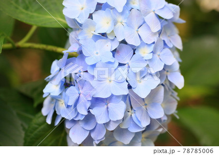 アジサイの花 アジサイの花 78785006
