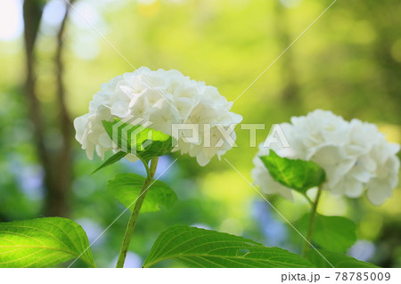 アジサイの花 アジサイの花 78785009