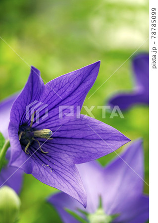 紫色のキキョウの花 紫色のキキョウの花 78785099