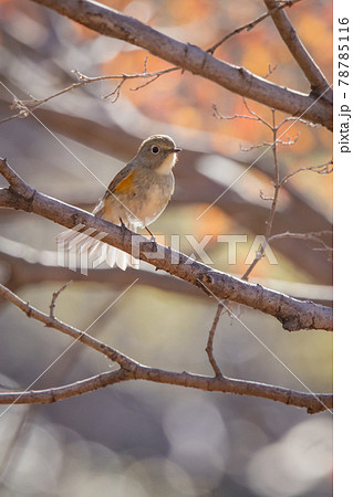 瑠璃色をまとった冬に訪れる人気者 ルリビタキの雌 瑠璃色をまとった冬に訪れる人気者 ルリビタキの雌 78785116