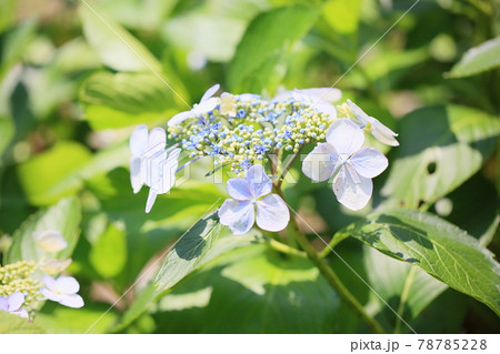 ガクアジサイの花 78785228