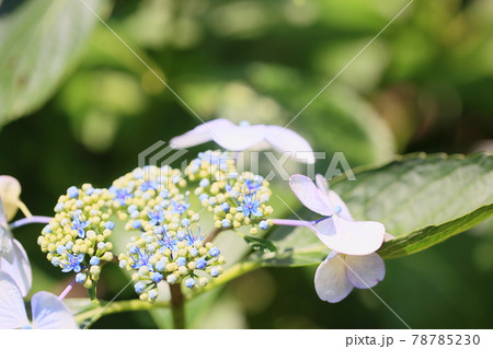 ガクアジサイの花 ガクアジサイの花 78785230