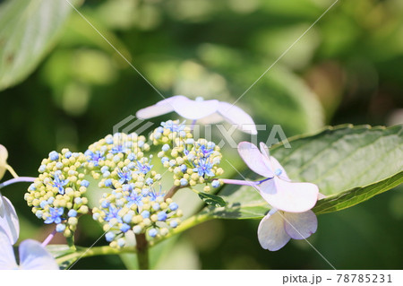 ガクアジサイの花 78785231