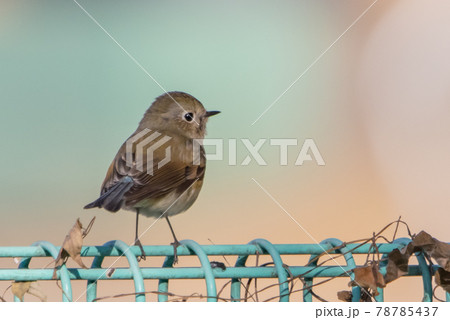 瑠璃色をまとった冬に訪れる人気者 ルリビタキの雌 78785437