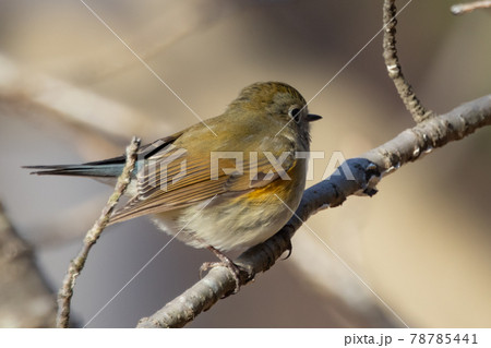 瑠璃色をまとった冬に訪れる人気者 ルリビタキの雌 瑠璃色をまとった冬に訪れる人気者 ルリビタキの雌 78785441
