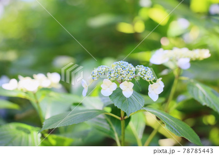 ガクアジサイの花 78785443