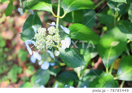 ガクアジサイの花 ガクアジサイの花 78785449