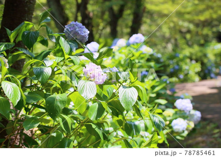アジサイの花 78785461