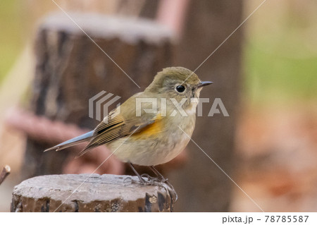 瑠璃色をまとった冬に訪れる人気者 ルリビタキの雌 瑠璃色をまとった冬に訪れる人気者 ルリビタキの雌 78785587
