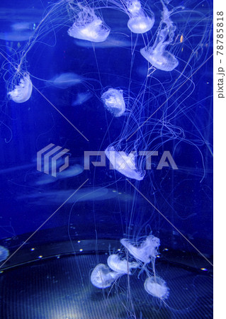 新江の島水族館のクラゲ 78785818