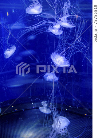 新江の島水族館のクラゲ 78785819