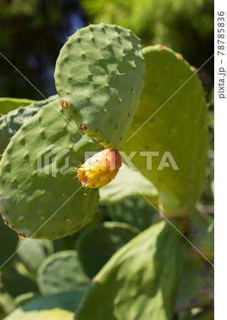 Prickly pear fruit - cactus fruit 78785836