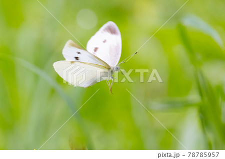 ひらひらと舞う白い妖精　モンシロチョウ 78785957