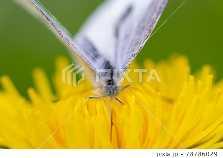 ひらひらと舞う白い妖精　モンシロチョウ 78786029