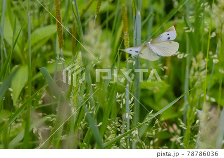 ひらひらと舞う白い妖精　モンシロチョウ 78786036