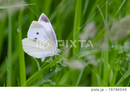 ひらひらと舞う白い妖精　モンシロチョウ 78786040