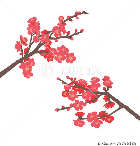 紅梅 78786138