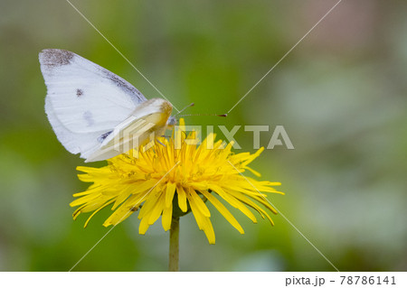 ひらひらと舞う白い妖精　モンシロチョウ 78786141