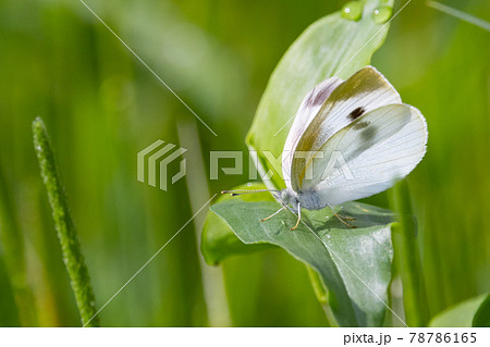 ひらひらと舞う白い妖精 モンシロチョウ ひらひらと舞う白い妖精 モンシロチョウ 78786165