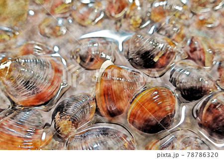 砂抜き中の「宍道湖産の活シジミ」水彩画風 78786320