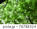 新緑 78786324
