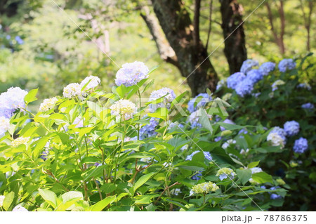 アジサイの花 アジサイの花 78786375