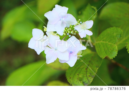 ガクアジサイの花 78786376