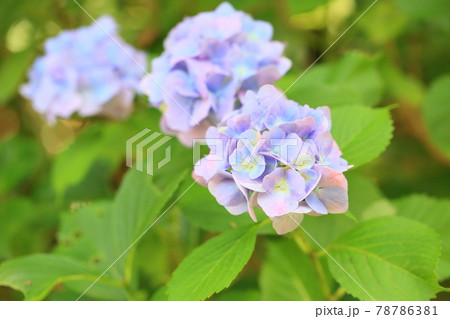 アジサイの花 78786381