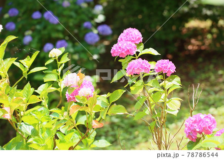 アジサイの花 アジサイの花 78786544