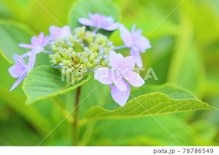ガクアジサイの花 ガクアジサイの花 78786549