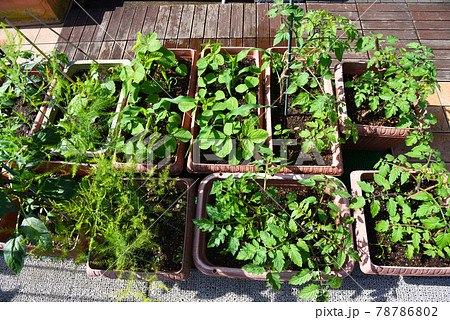 家庭菜園で節約＆エコ生活　ルーフバルコニーでベジタブルガーデン 78786802