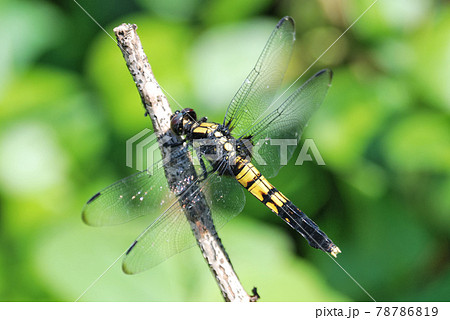 オオシオカラトンボのメス 78786819
