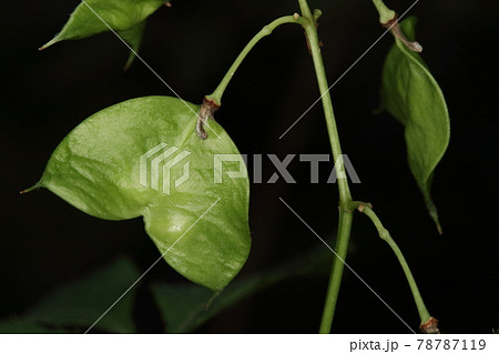 自然 植物 ミツバウツギ、六月初めの果実。二センチほどで平たい袋状。形は角のあるハートかな? 自然 植物 ミツバウツギ、六月初めの果実。二センチほどで平たい袋状。形は角のあるハートかな? 78787119