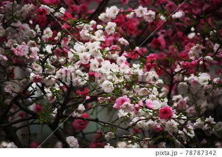 満開、しだれ桃の花 78787342
