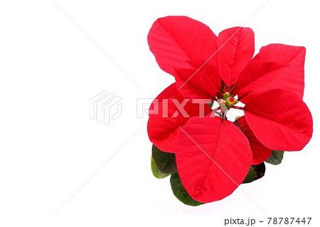 ポインセチア　赤い葉　クリスマスの植物　明るい背景 78787447