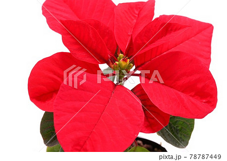 ポインセチア 赤い葉 クリスマスの植物 明るい背景の写真素材