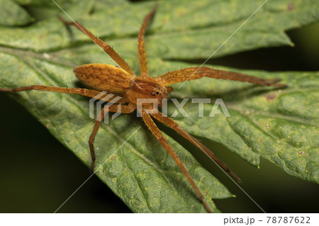 イオウイロハシリグモ 78787622