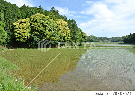 田植えの終わった田と、満開のカシの花 田植えの終わった田と、満開のカシの花 78787624