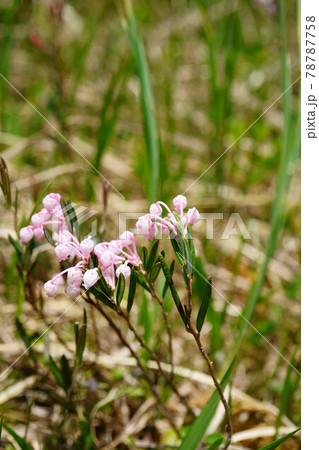 1897　ヒメシャクナゲ 78787758