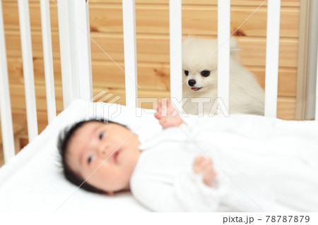ベビーベッドで寝転んでいる新生児の女の子を見守る愛犬ポメラニアン 78787879