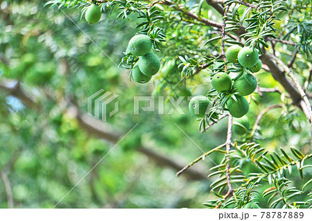 緑色のカヤの実 78787889