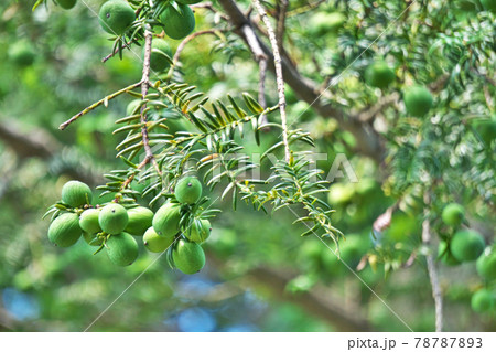 緑色のカヤの実 緑色のカヤの実 78787893