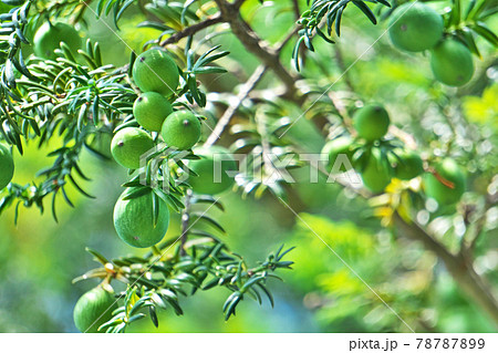 緑色のカヤの実 78787899