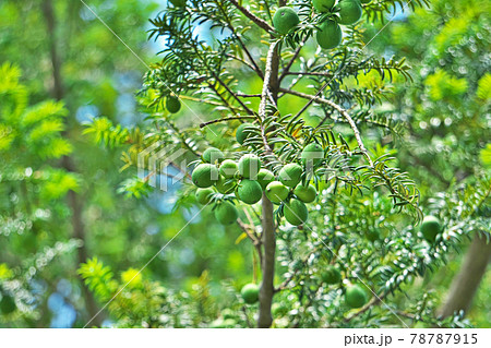 緑色のカヤの実 78787915