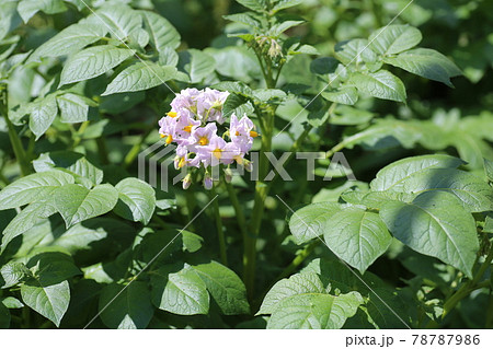 初夏に咲く、ジャガイモの花 初夏に咲く、ジャガイモの花 78787986