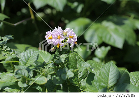 初夏に咲く、ジャガイモの花 初夏に咲く、ジャガイモの花 78787988
