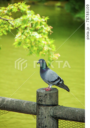 池の畔にとまる一羽の鳩 78788109