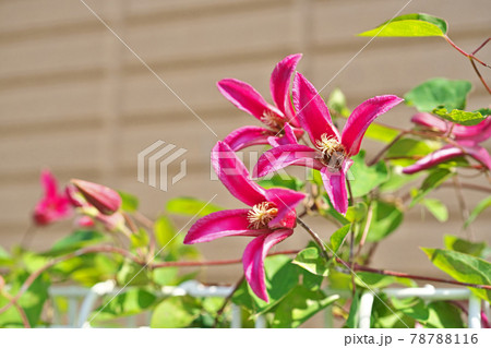 赤いプリンセスダイアナの花 クレマチス の写真素材