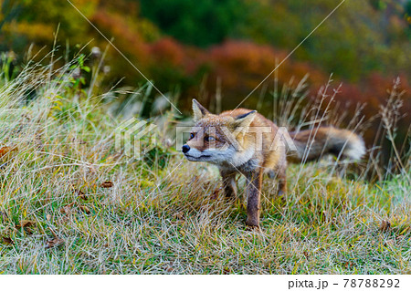 紅葉の山に住むかわいいキツネ 奈良県 大台ヶ原山 の写真素材 7872